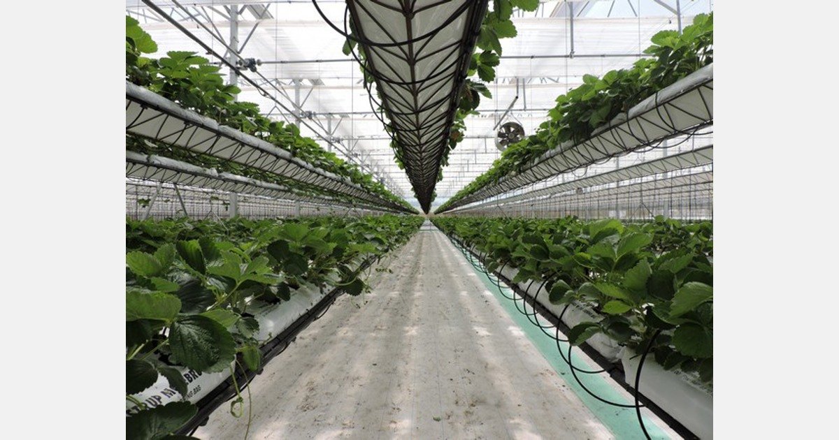 🍓 JA후지이즈 에마 딸기 따기 센터 (JAふじ伊豆 江間いちご狩りセンター) 이미지 4